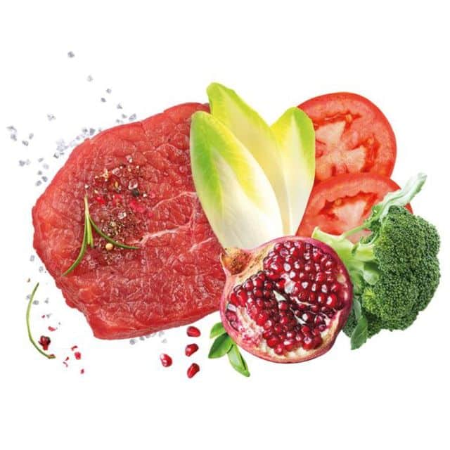 אקסלוז'ן גורים גזע בינוני בקר