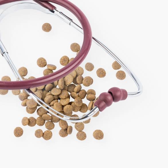 אוכל רפואי לכלבים