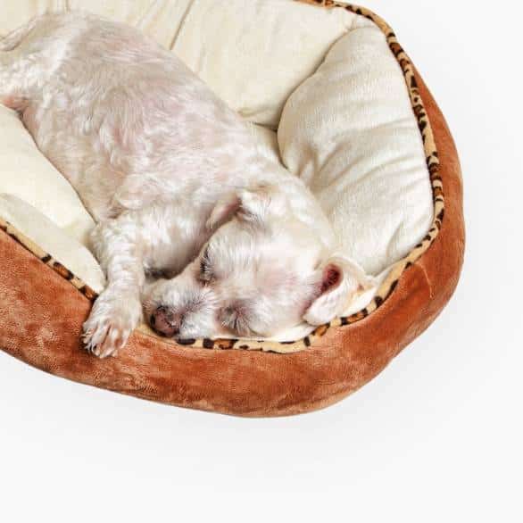 מיטה לכלבים