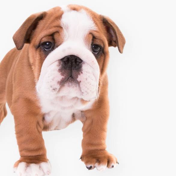 אוכל לגורים