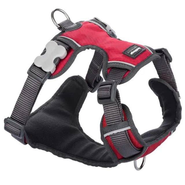 red dingo padded harness