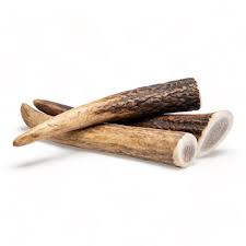 קרן אייל אדום טבעית לכלבים (Red Deer Antler) – חטיף הלעיסה הנחשק והבריא ביותר בטבע מחפשים את חטיף הלעיסה האולטימטיבי? קרן אייל אדום היא לא רק עצם לעיסה, אלא "סופר-פוד" טבעי המעניק לכלבכם חוויית כרסום מהנה, ארוכה ובריאה במיוחד. הקרניים שלנו הן 100% טבעיות, שלמות לחלוטין, ונאספו לאחר שנשרו באופן טבעי מהאיילים בטבע – ללא פגיעה בבעלי חיים (Cruelty-Free). קרן האייל האדום ידועה בעמידותה הגבוהה ובהרכב התזונתי העשיר שלה. היא מהווה מקור טבעי ונדיר לקולגן, חלבון איכותי, נוגדי חמצון וחומצות אמינו חיוניות, התורמים לחיזוק הבריאות הכללית, המפרקים והמערכת החיסונית של הכלב.